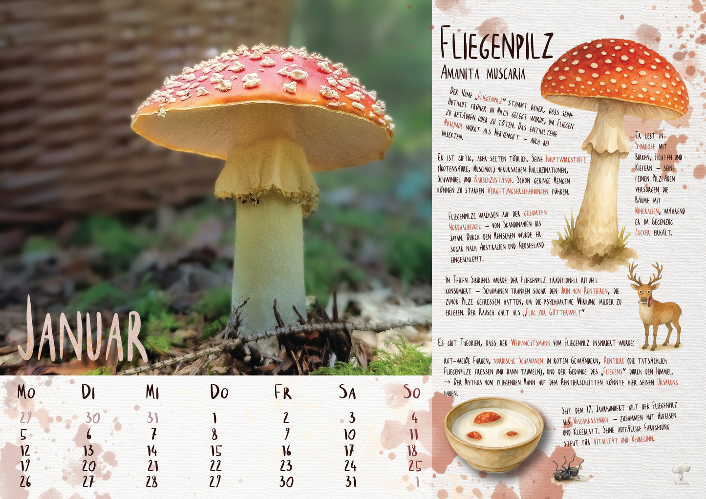 Pilzkalender 2026 | A3 Naturfotos mit Aquarell-Details & Wissensteil