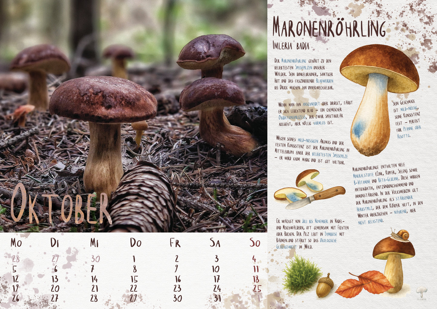 Pilzkalender 2026 | A3 Naturfotos mit Aquarell-Details & Wissensteil
