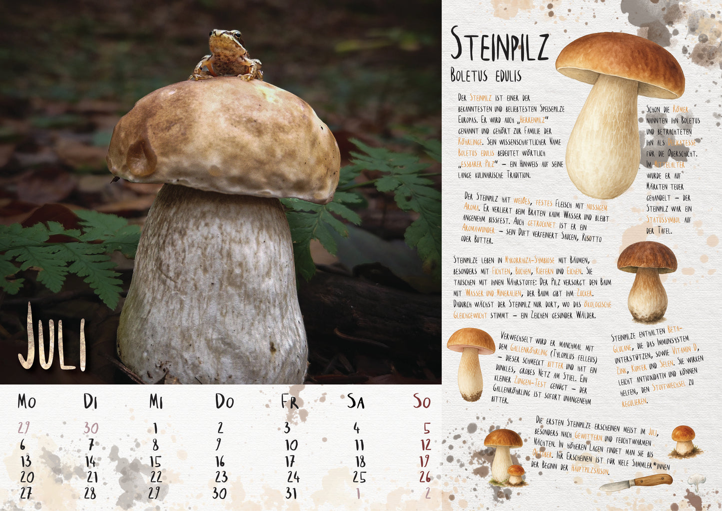Pilzkalender 2026 | A3 Naturfotos mit Aquarell-Details & Wissensteil